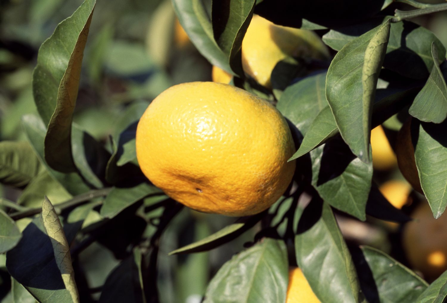 A ripe orange hanging from a tree branch with green leaves