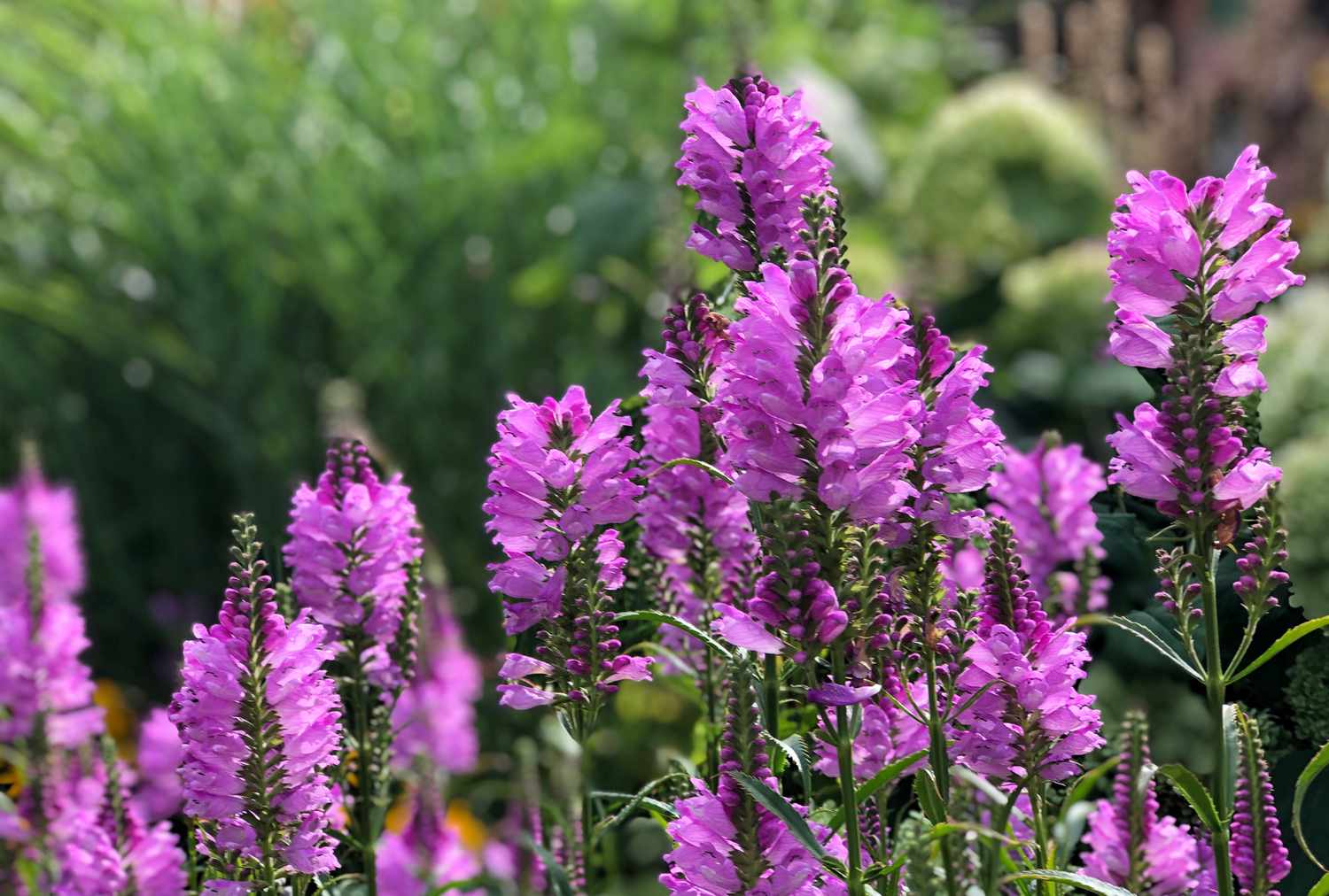 obedient plant