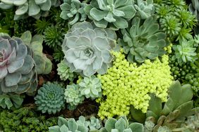 Succulent plants