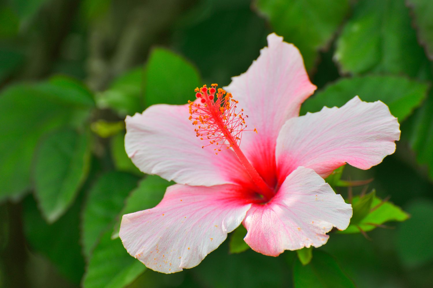 hibiscus flower