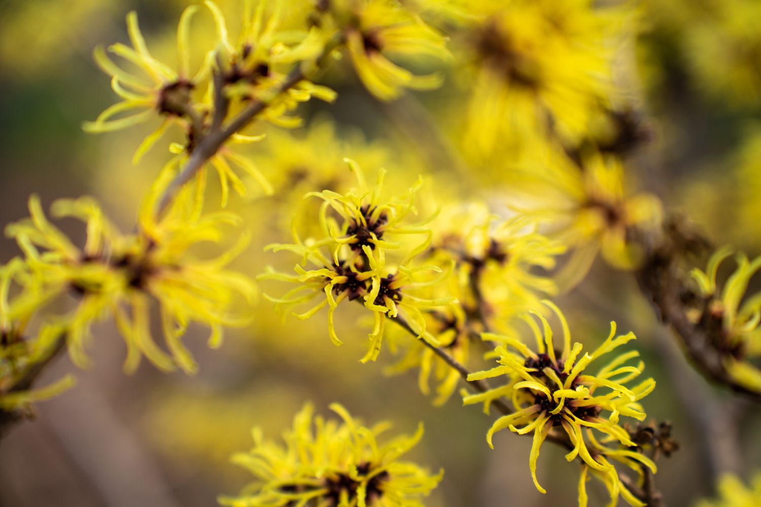 yellow witch hazel