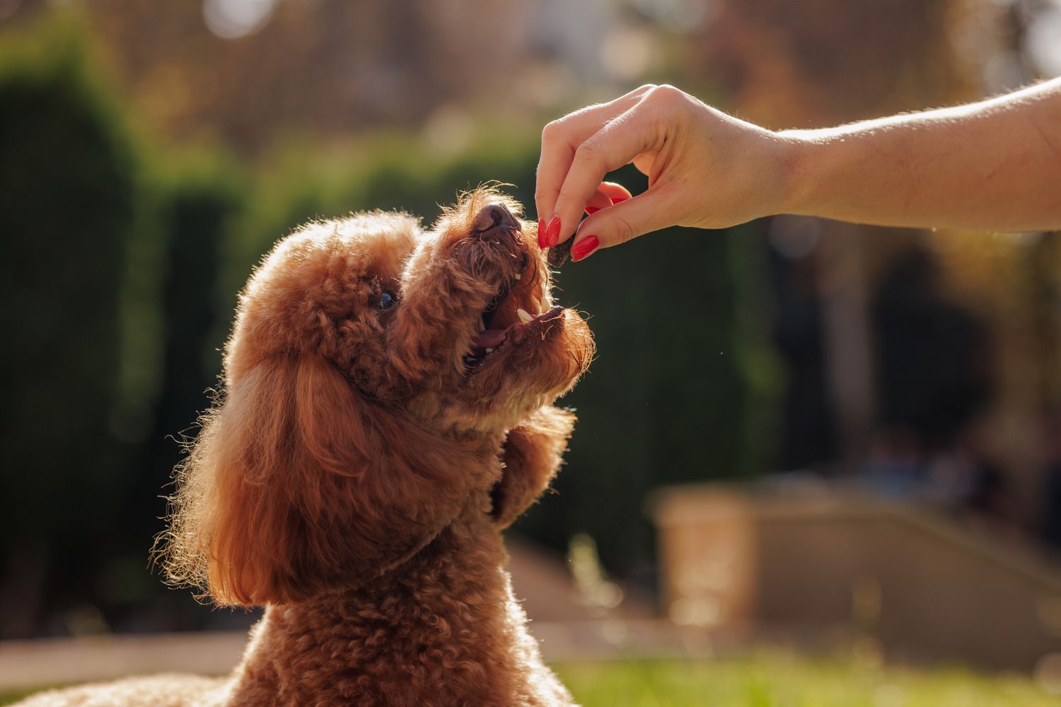 A dog reaching for a treat from a persons hand outdoors