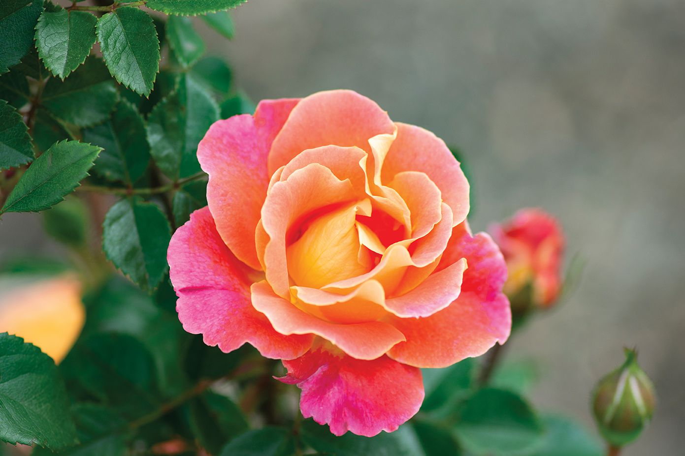 Fruity Petals rose