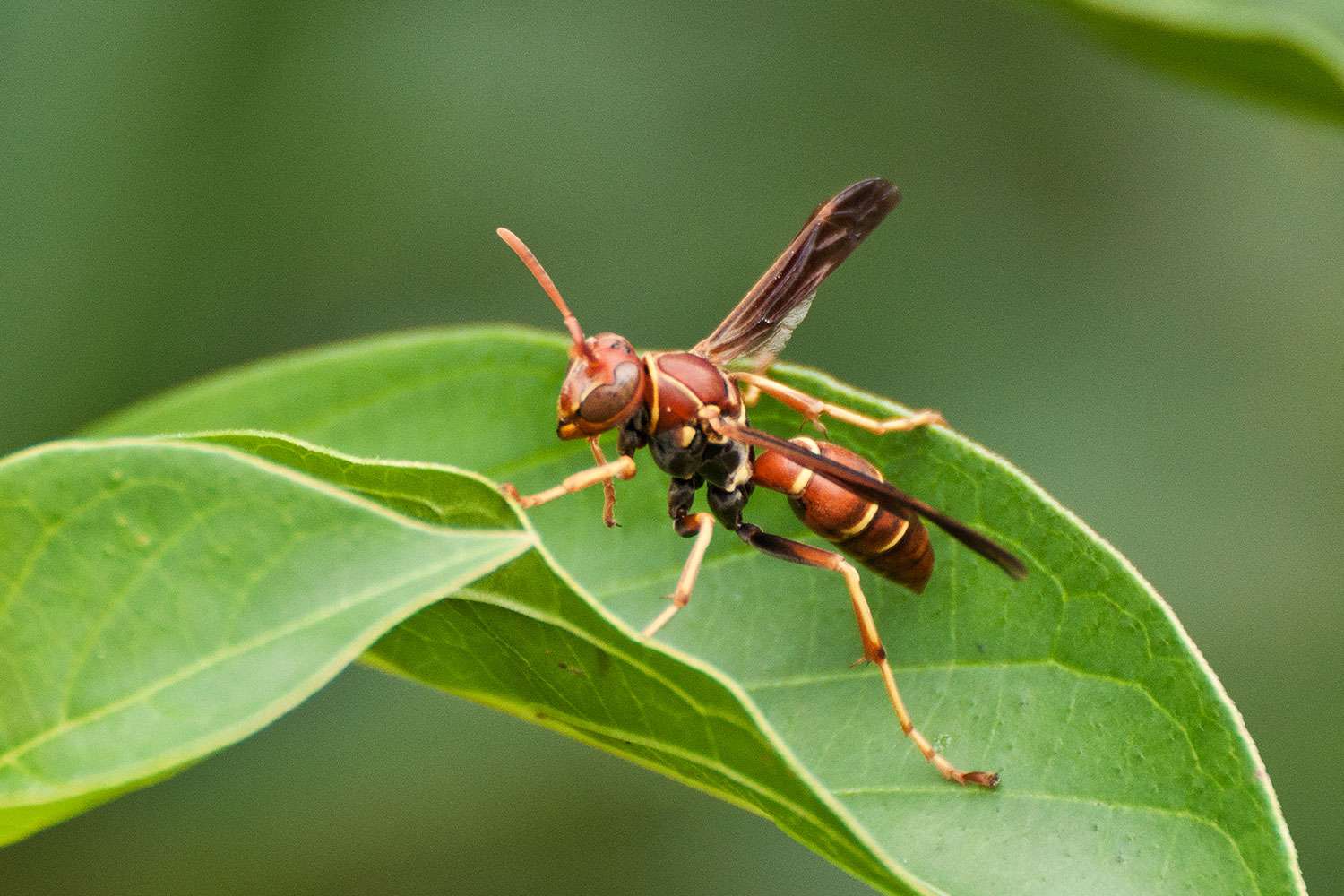 Paper wasp