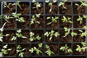 Germinating sprouts