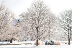 Snowcovered trees with a house in the background during winter