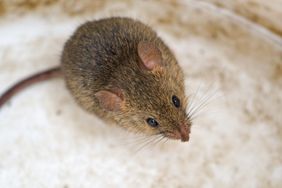 A brown mouse looking up set against a neutral background