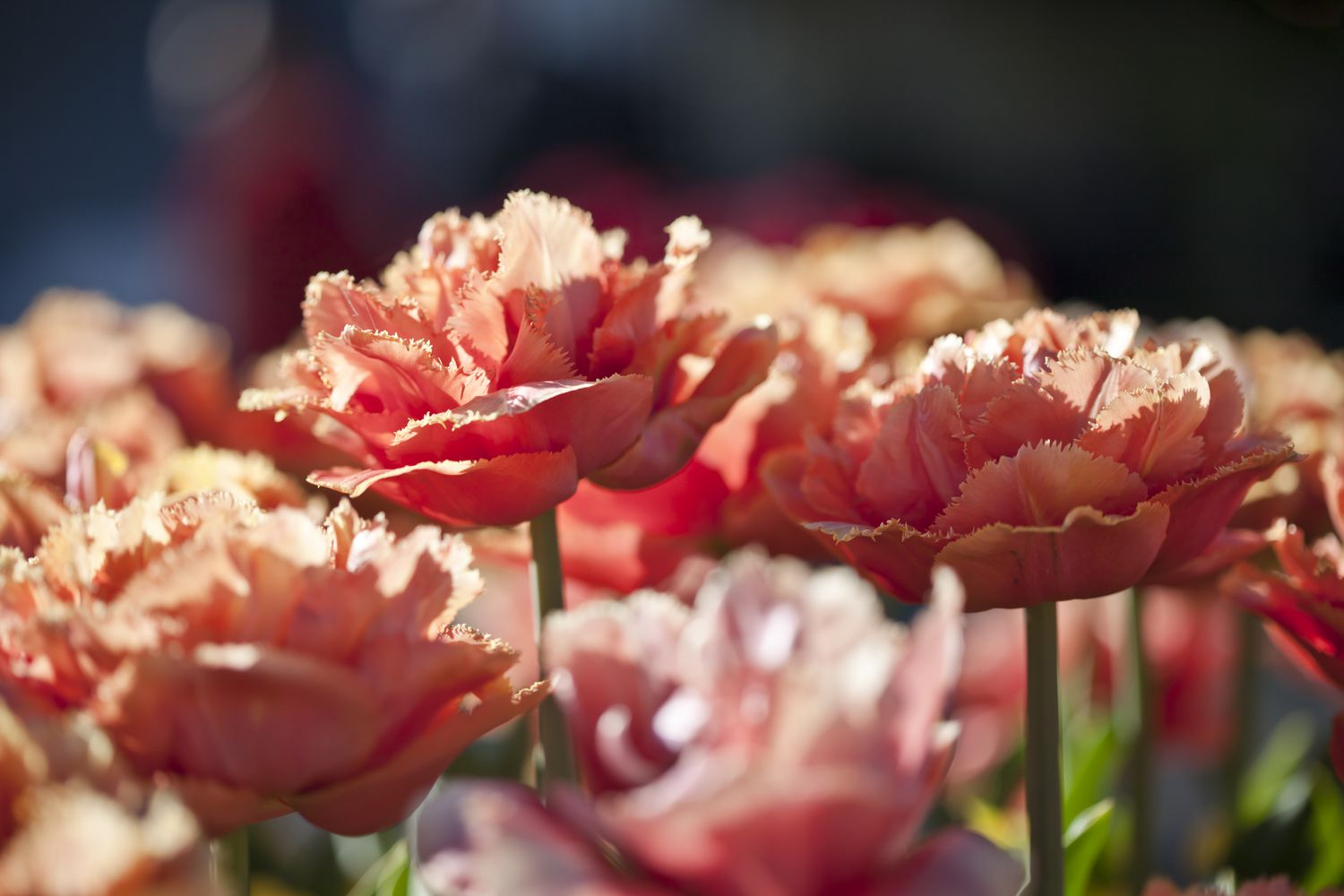 Close-up of pale pink parrot tulips in a flower bed.