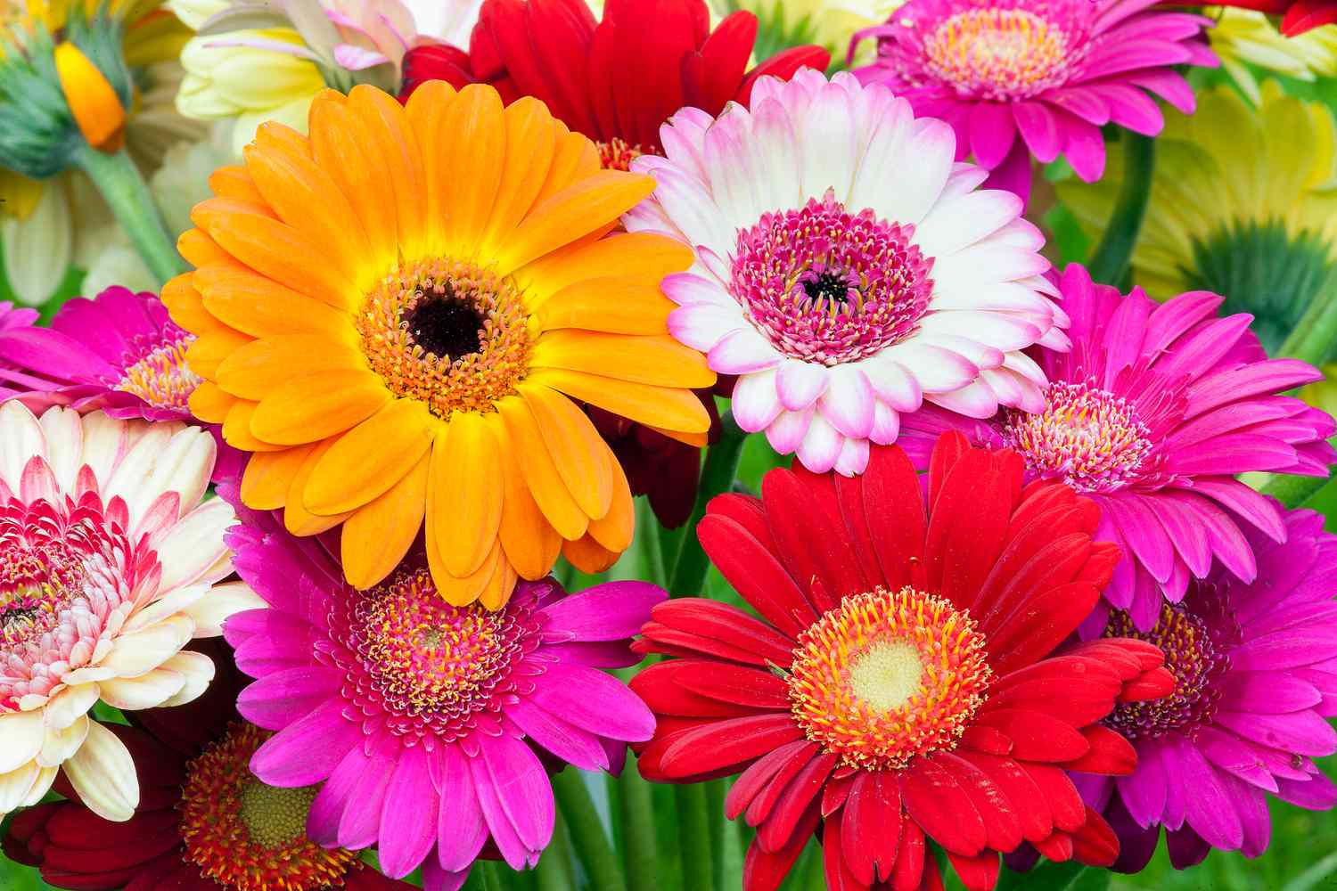 colorful gerbera daisies