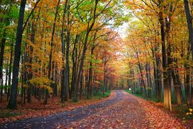 A serene forest path bordered by trees with autumn foliage