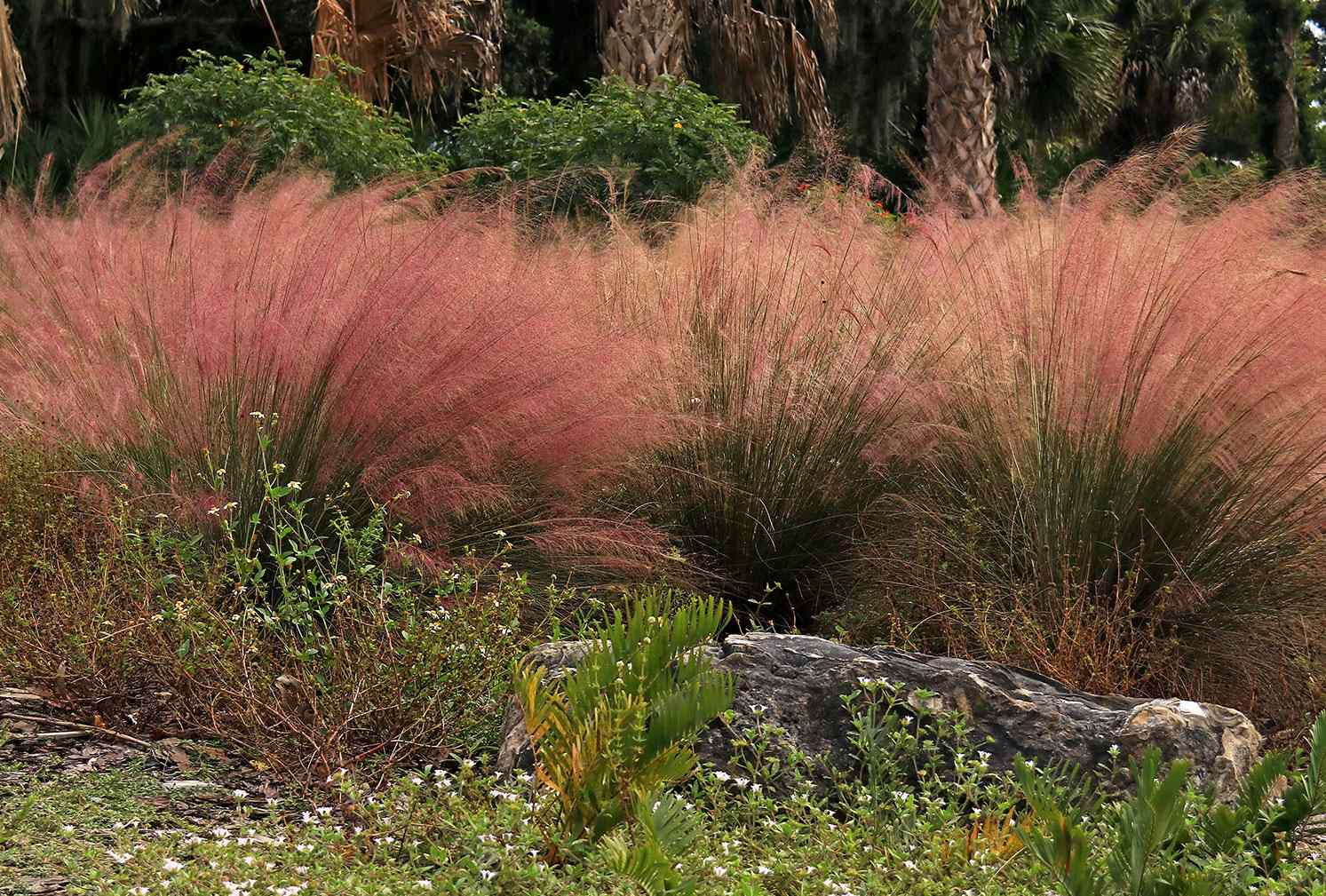 Ornamental Grass