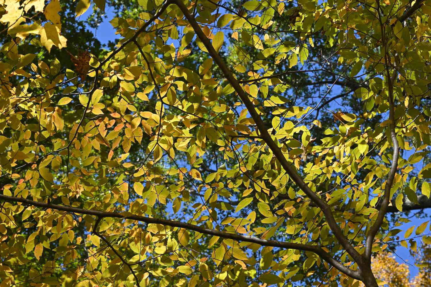 Ironwood (aka American hornbeam) in fall, with the leaves backlit. 