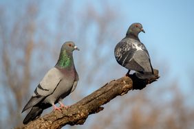 Two pigeons perched on a tree branch one facing forward and the other turned to the side