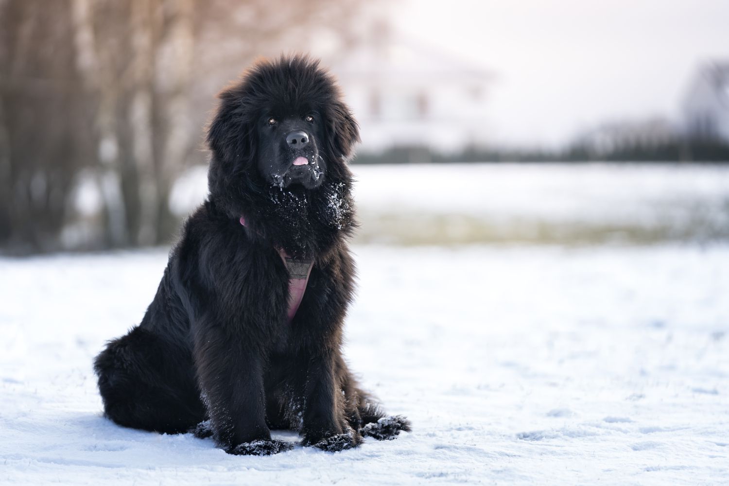 Newfoundland dog