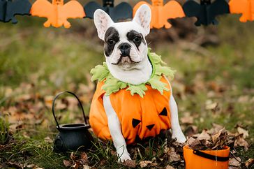 Dog in pumpkin costume