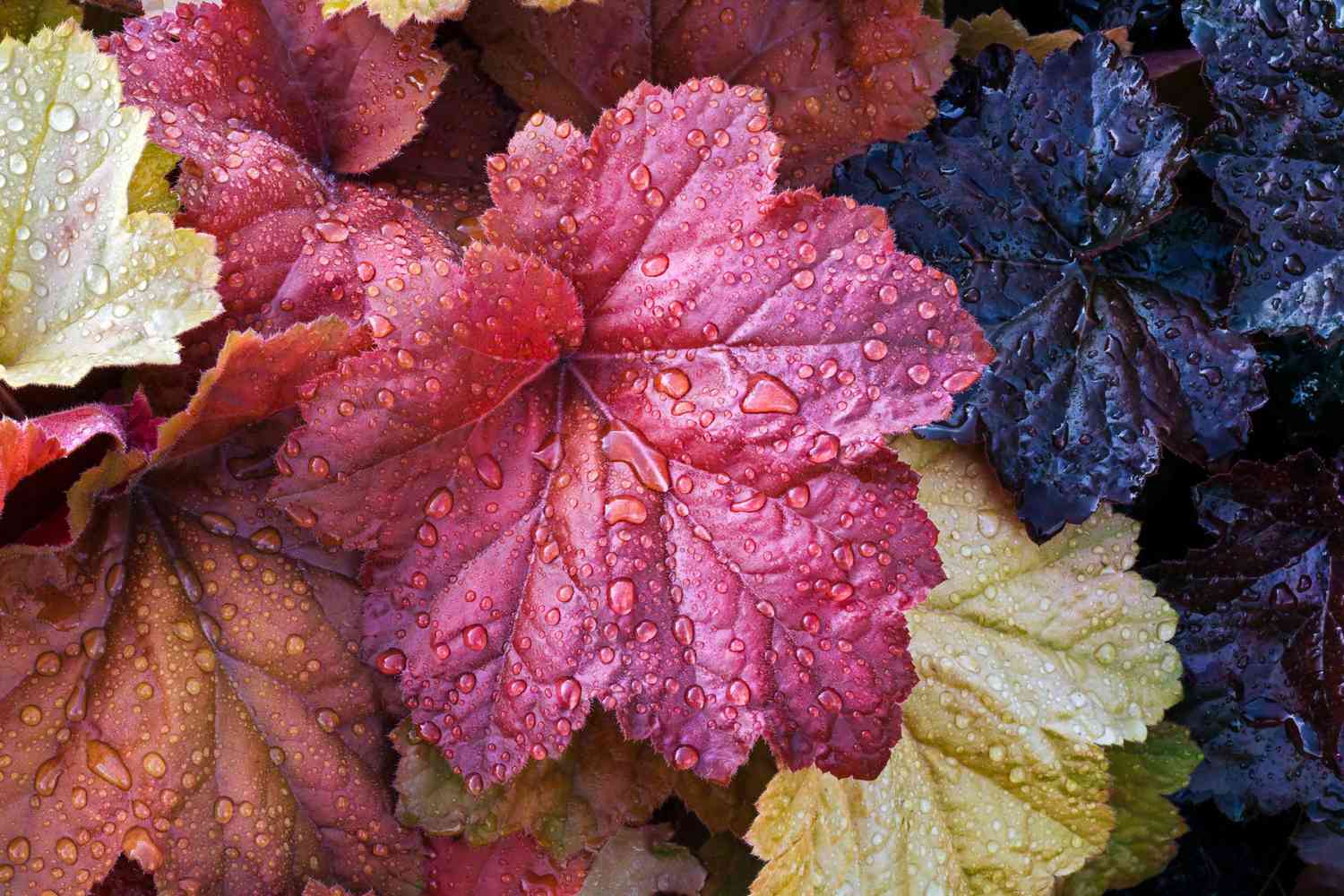 Wet Heuchera (Coral Bells) Leaves