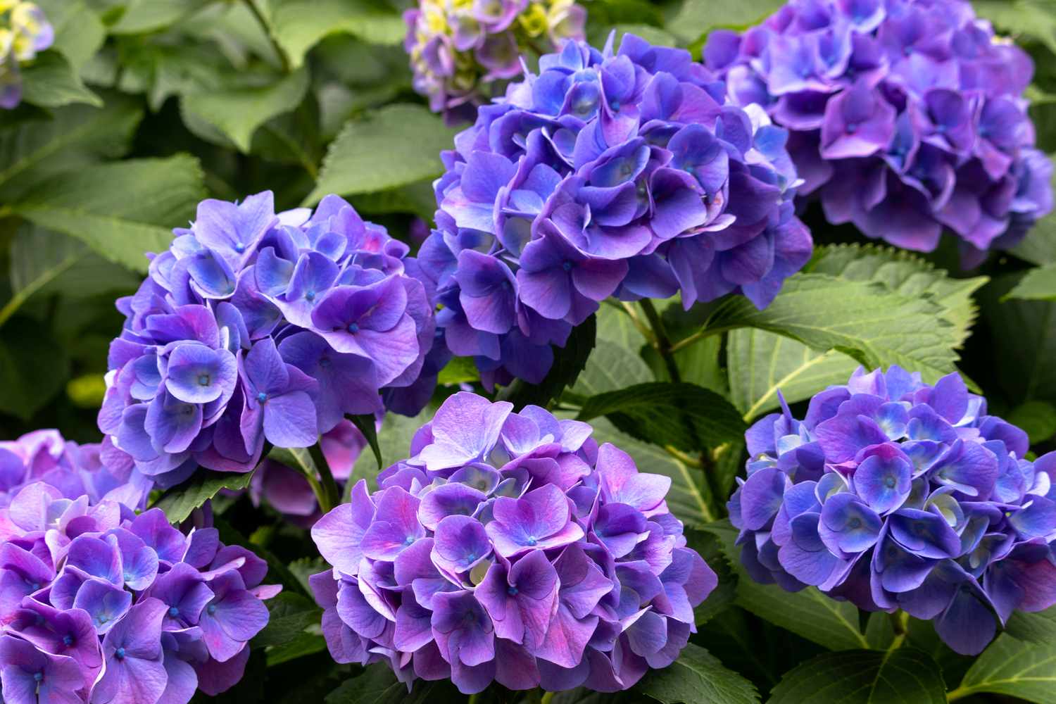 Purple hydrangea