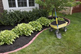 A garden bed with plants and a yellow wheelbarrow holding soil and a shovel on the grass nearby