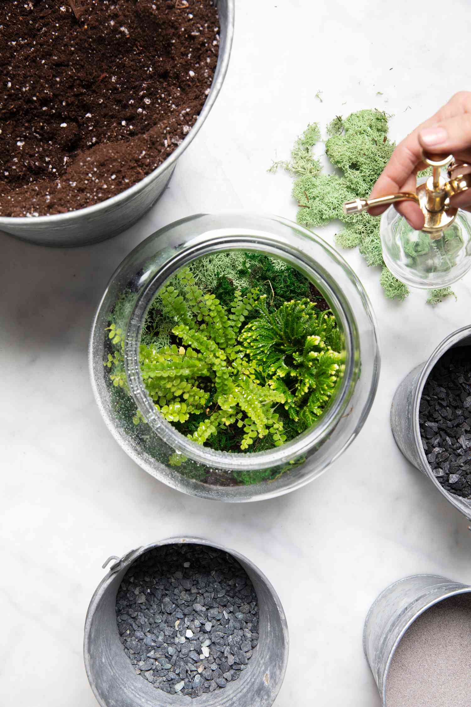terrarium watering plants