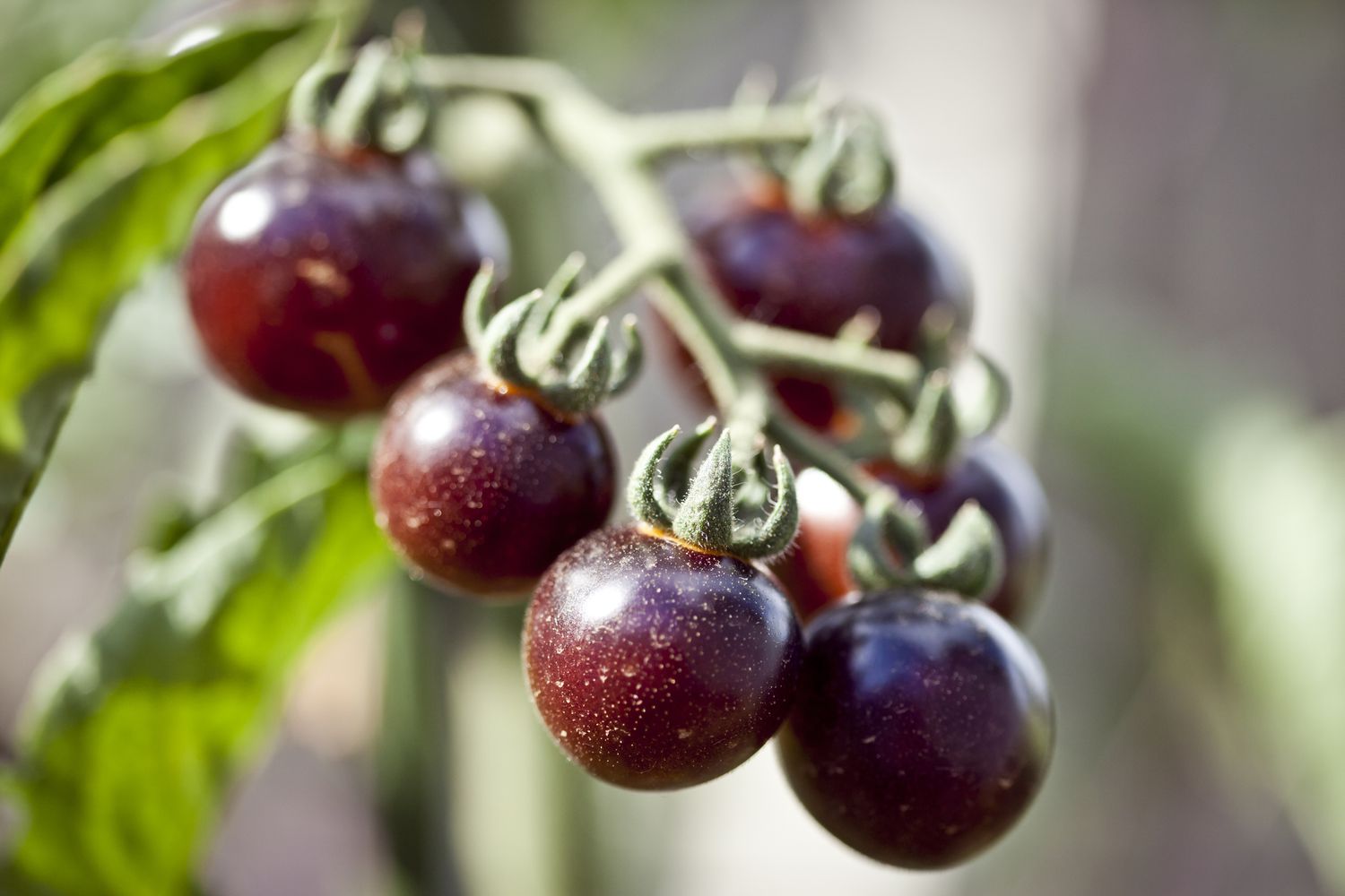 Black cherry tomatoes