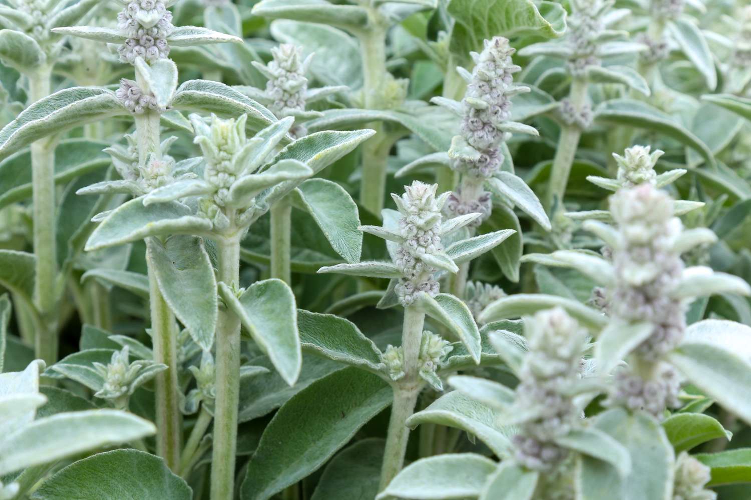 Silver green leaves of lamb's ear plant.