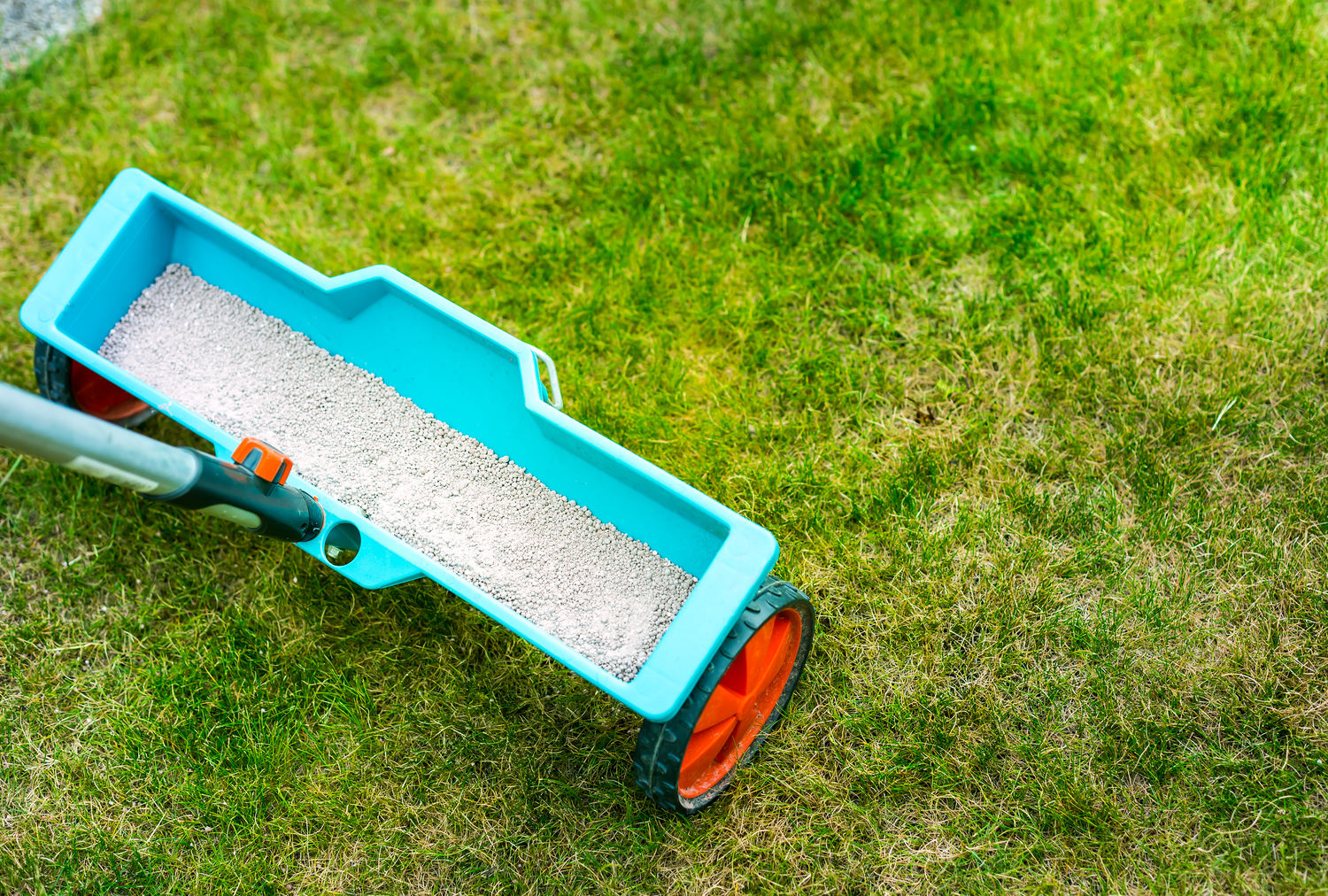 Lawn fertilizer being spread with a wheeled spreader on grass