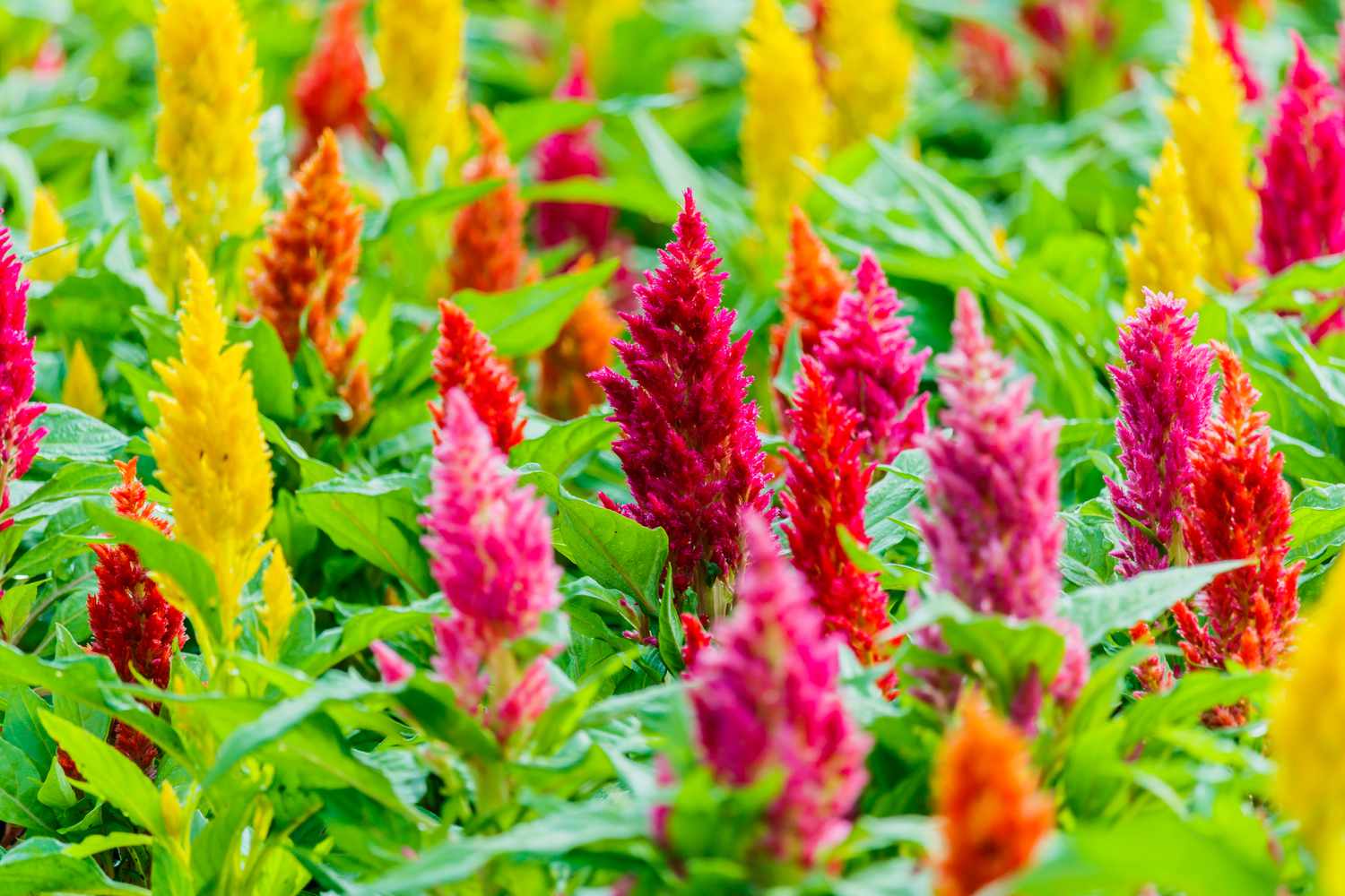 Celosia Plumosa