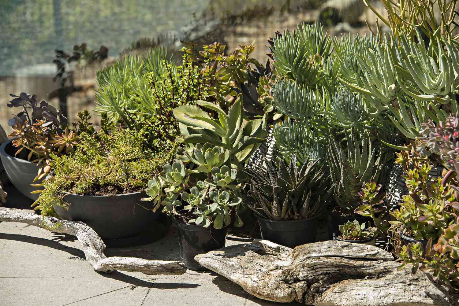 Xeriscape with potted plants