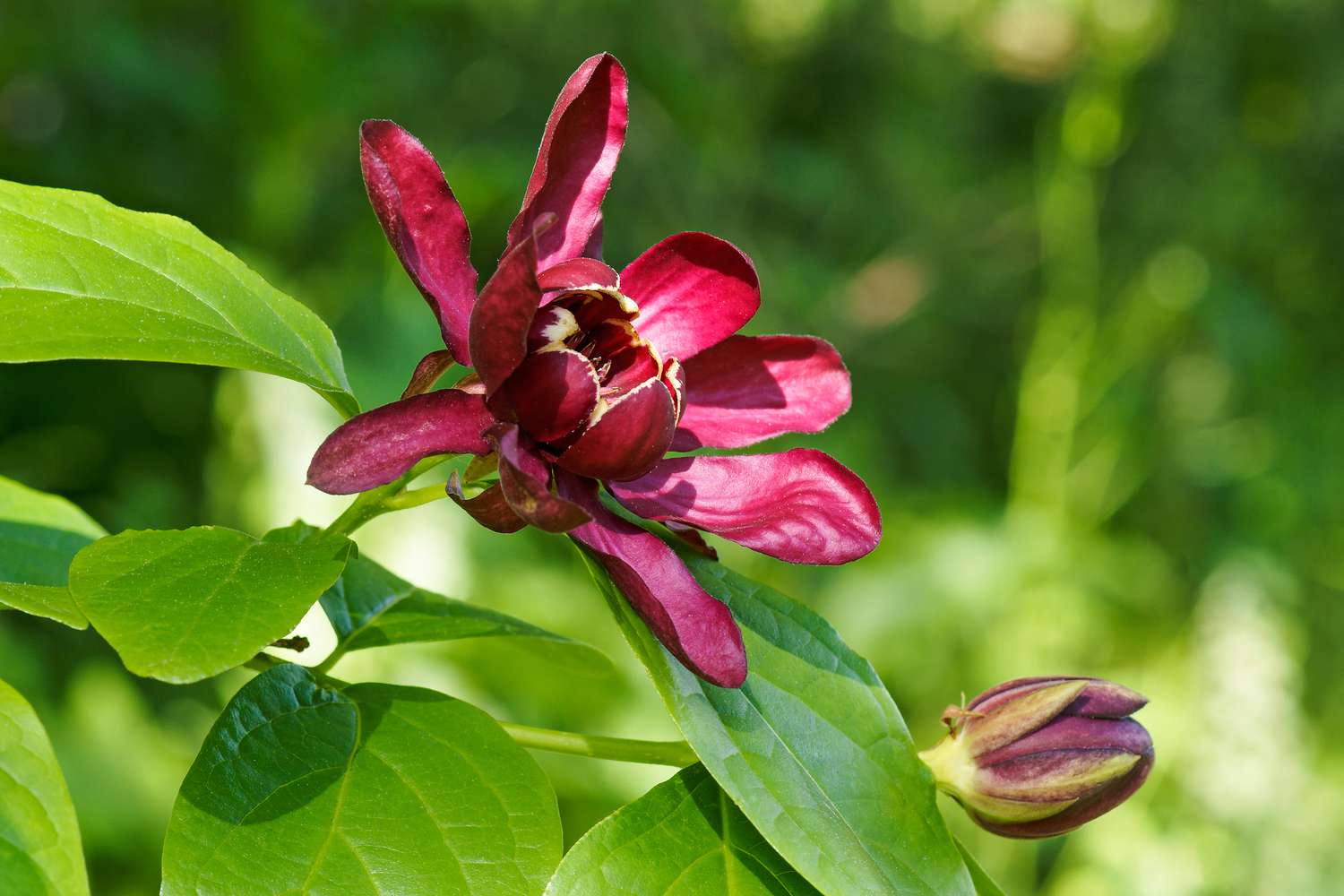carolina allspice flower