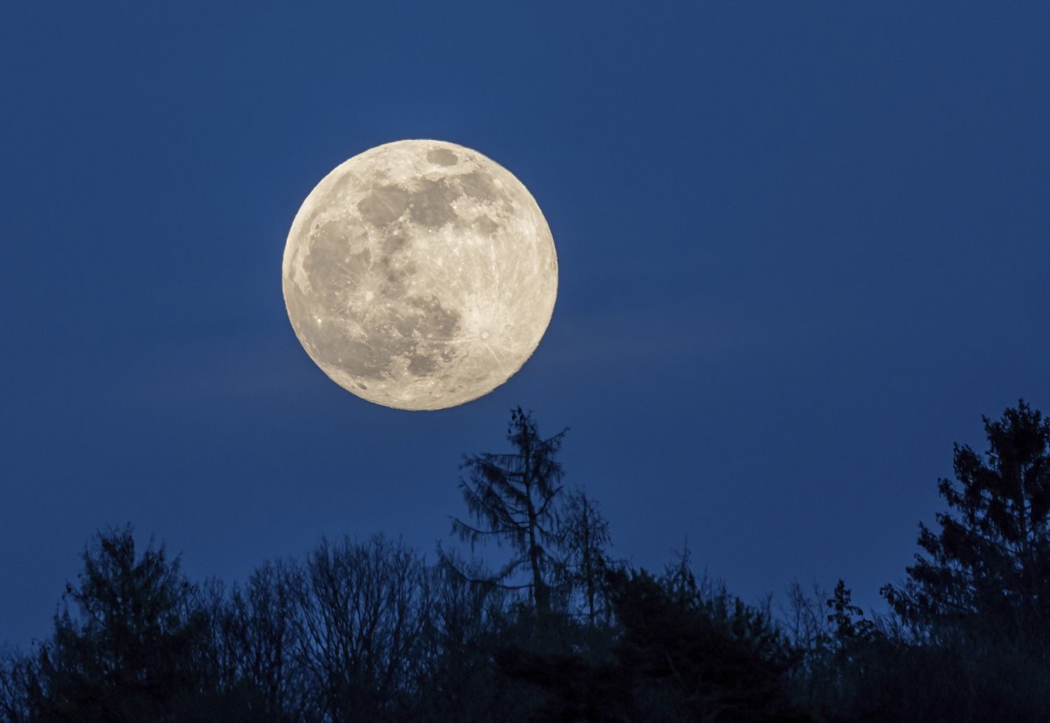 Full moon rising above treetops at night
