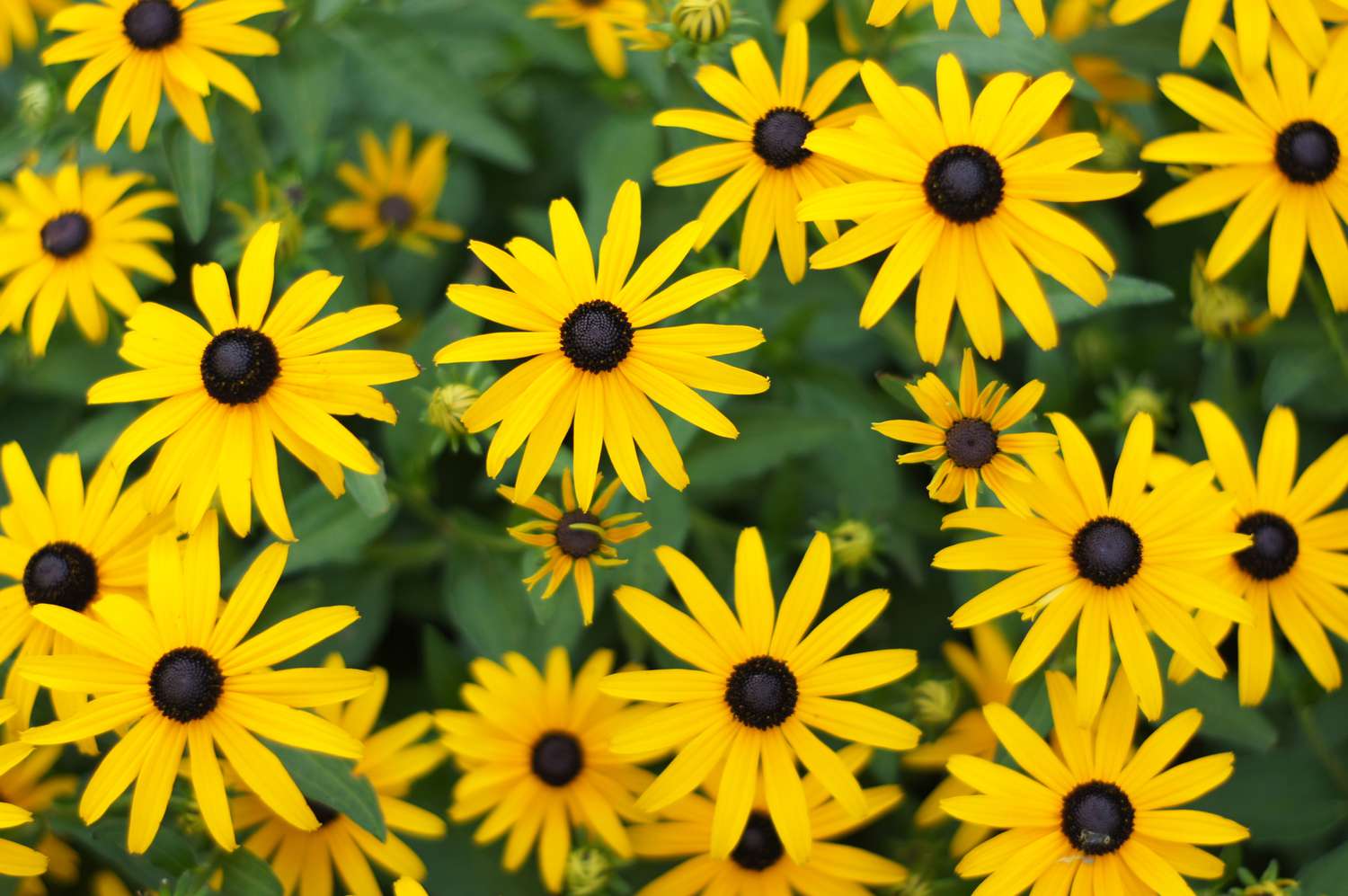 closeup of bright yellow brown-eyed susan flowers with brown centers and green leaves in background