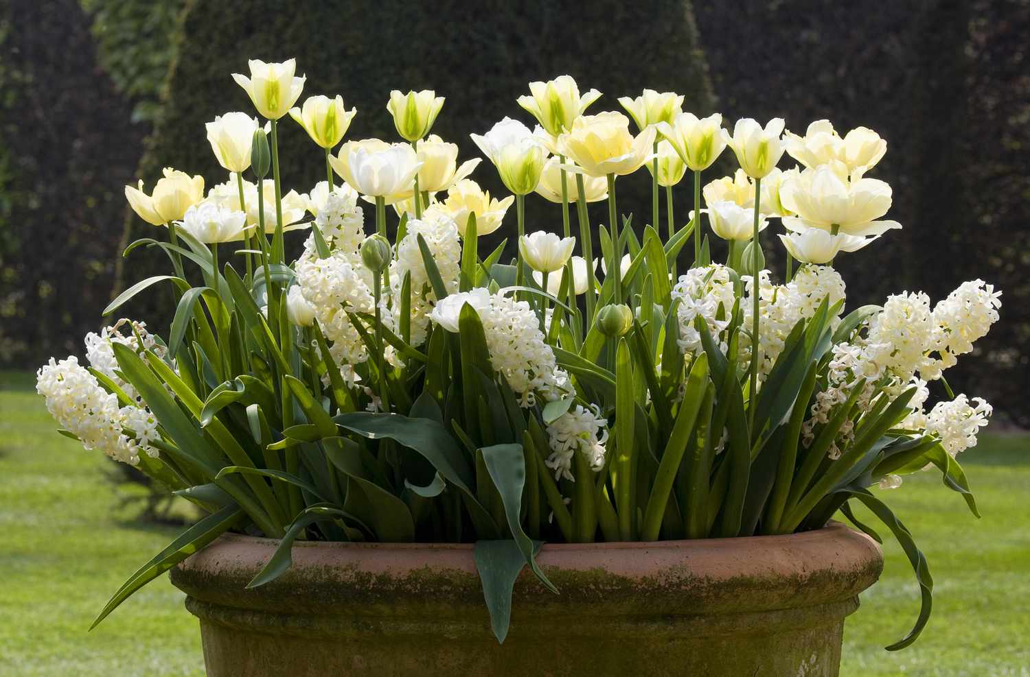 white tulips in large garden pot