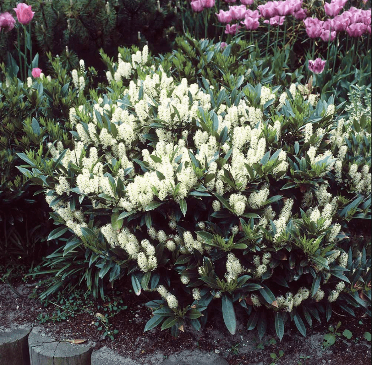 skip laurel shrub in bloom