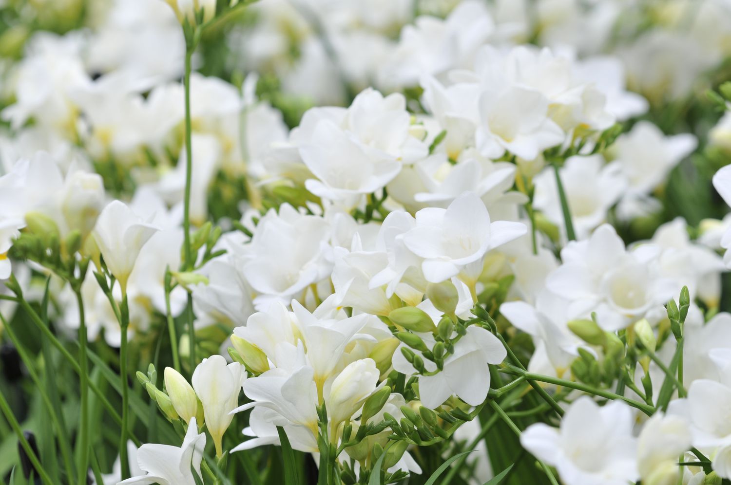 White freesia