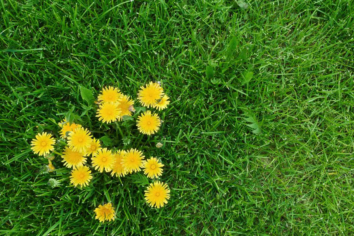 Dandelion weed
