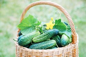 Basket of cucumbers