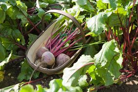 A wicker basket with harvested beets placed among beet plants in a garden
