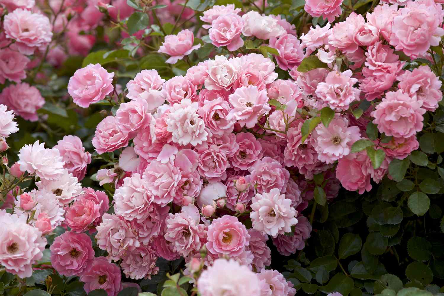 A cluster of blooming roses in a garden setting