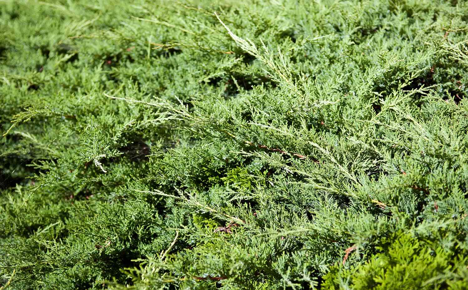 Creeping juniper in the garden background