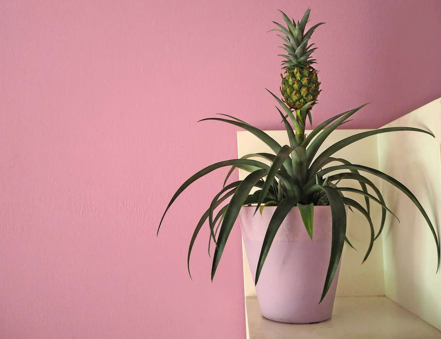 pineapple plant indoors 