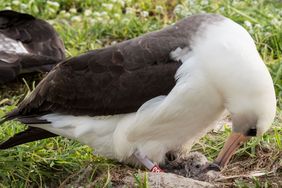 Laysan albatross