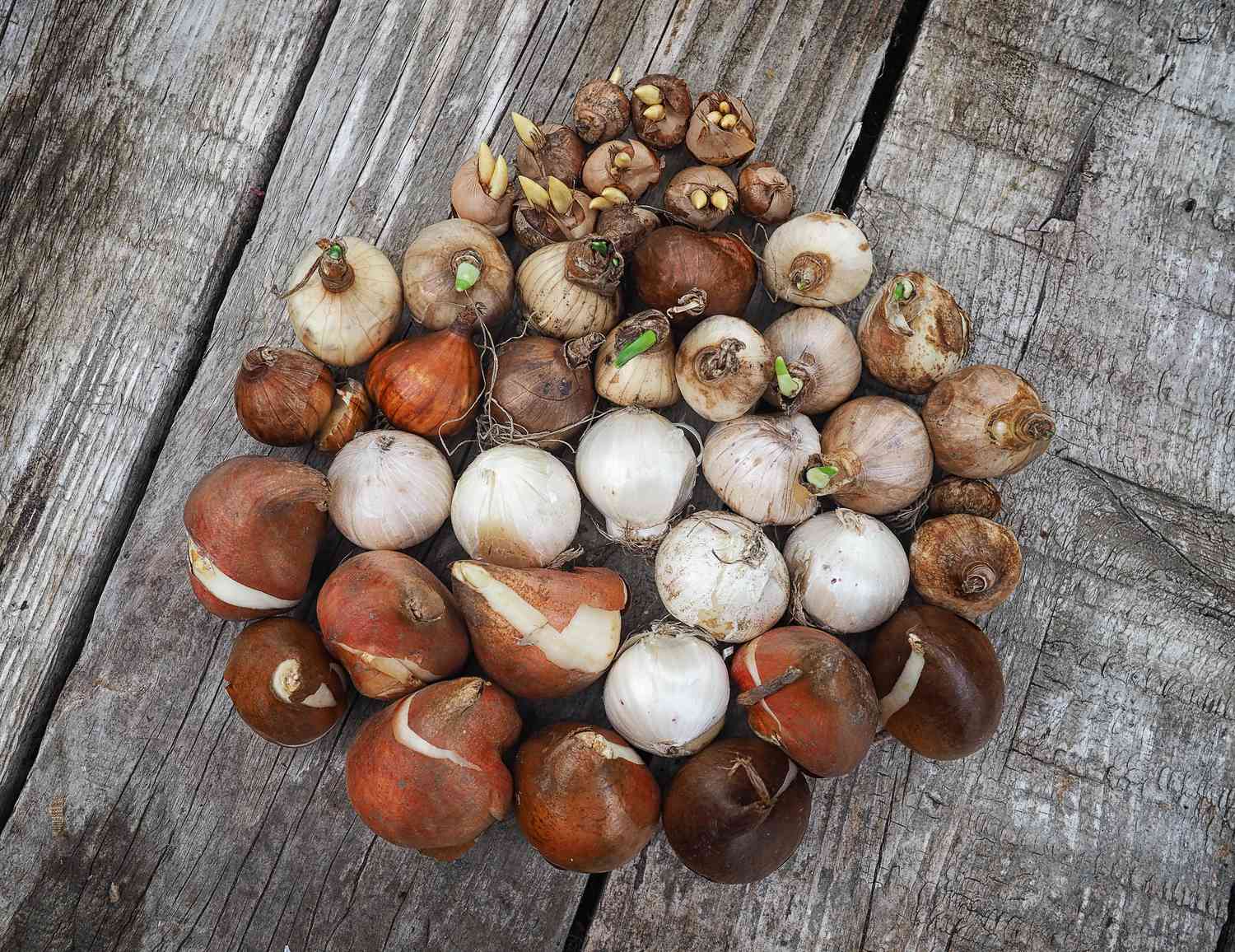 Group of flower bulbs