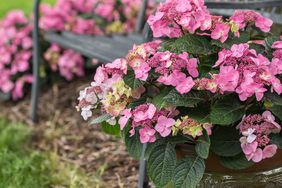 hydrangeas growing in pot next to bench