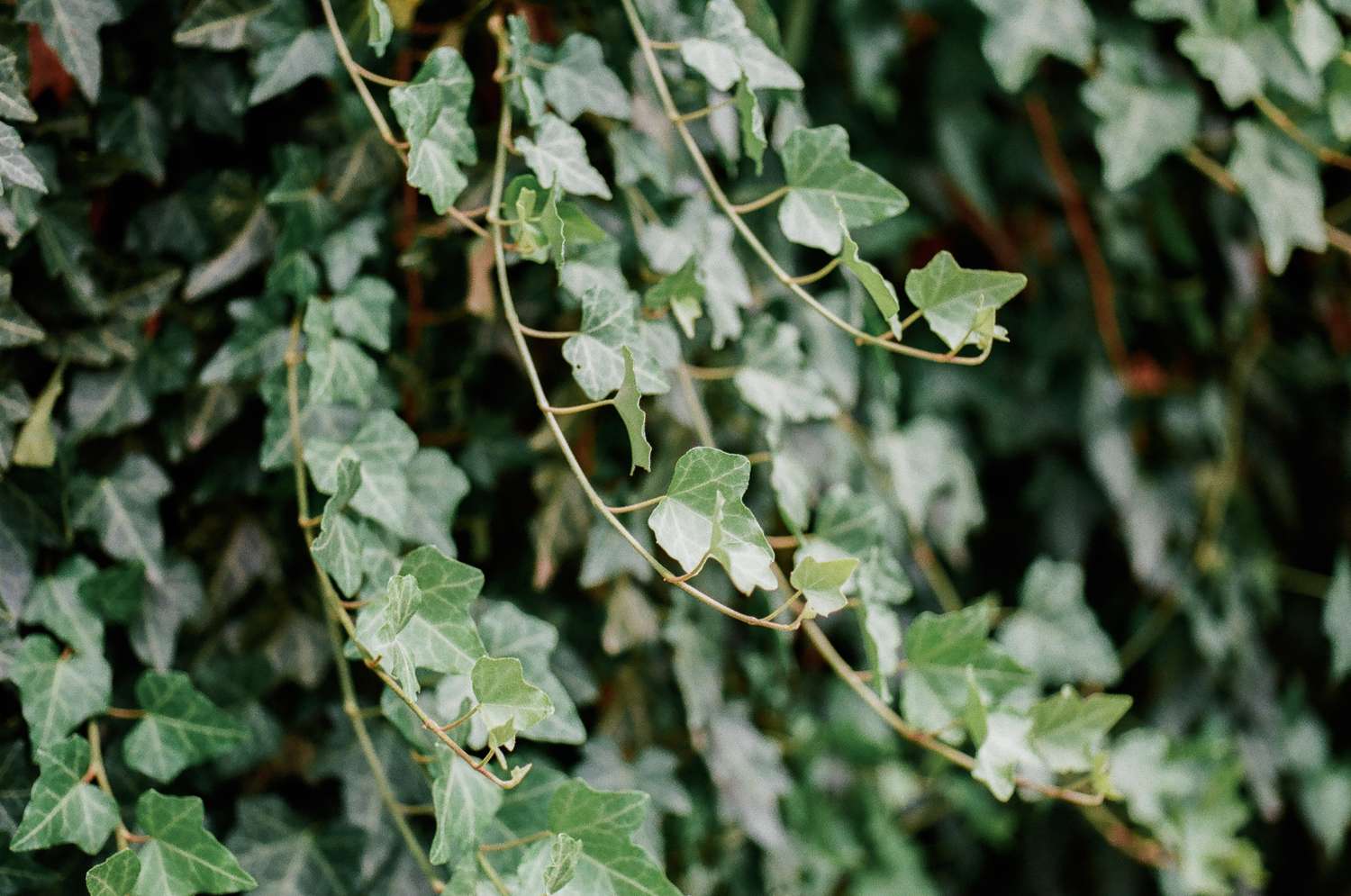 Closeup of ivy leaves and vines hanging downward