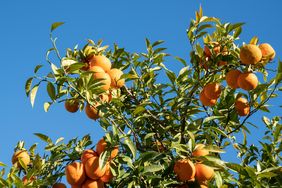 Orange tree branches loaded with oranges against a clear sky