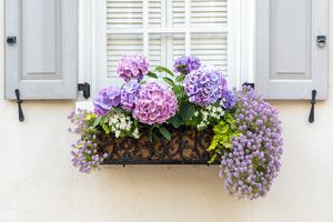 Flowers in window box Image Name: window-box-flowers-0422