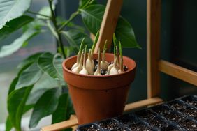 Potted green sprouts growing from bulbs indoors with plants in the background