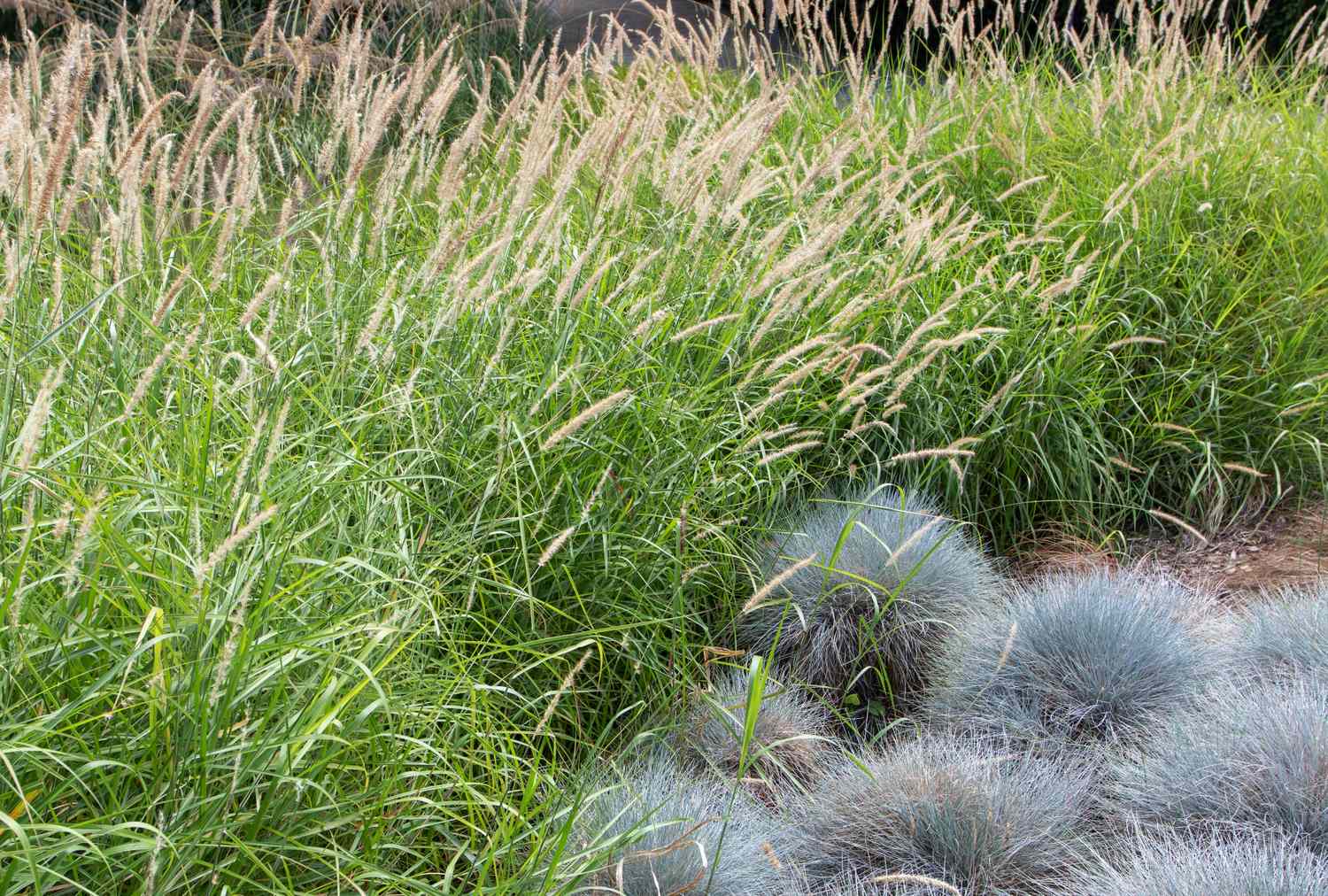 Blue fescue and feather grass