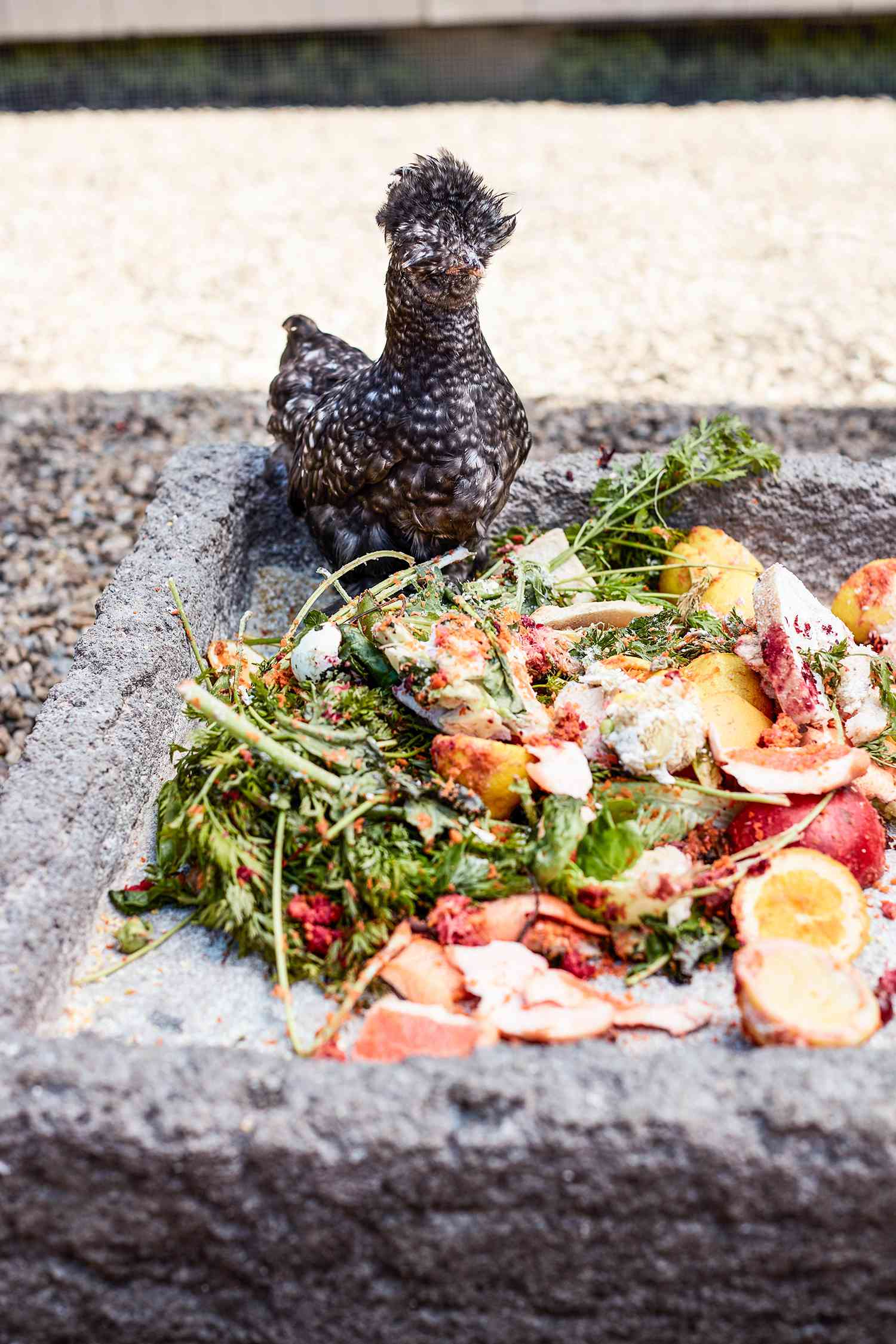 baby chicken by pile of food