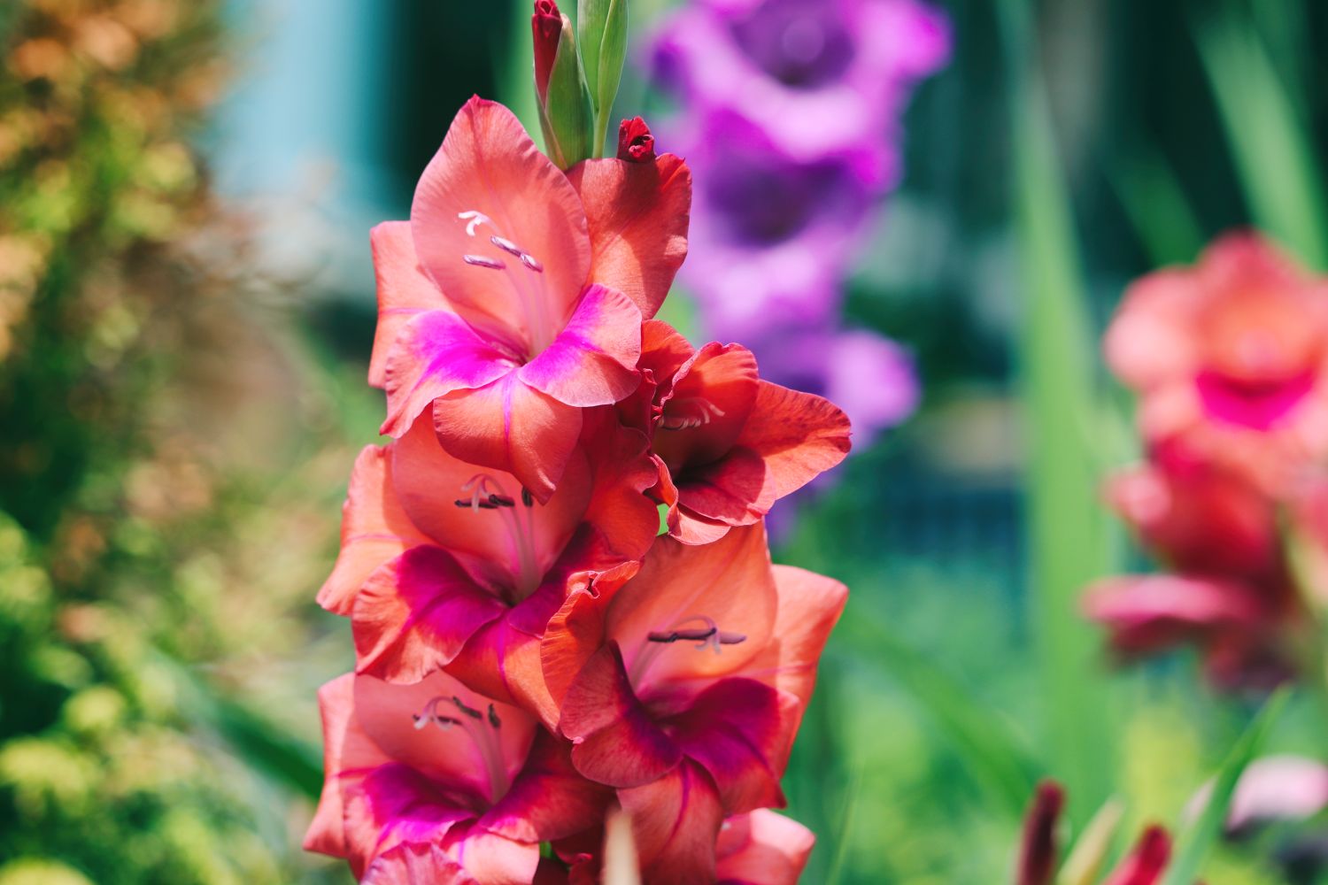 Closeup of pink gladiolus flowers with blurred greenery and similar blooms in the background